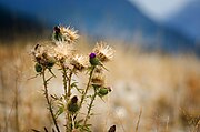 Dried Cirsium in Canadian autumn