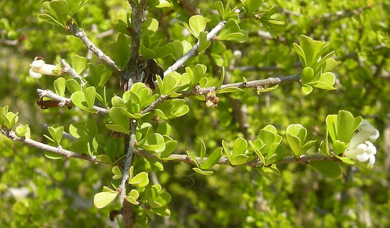 File:Citriobatus flowers.jpg