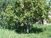 Citronnier (Citrus limon), plante-hôte