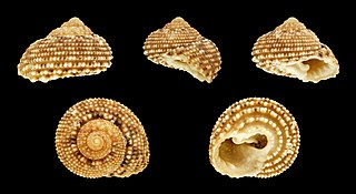 <i>Clanculus berthelotii</i> species of mollusc