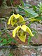 Clematis Bill Mackenzie1a.UME (cropped).jpg