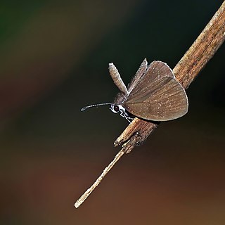 <i>Tetrarhanis symplocus</i> Species of butterfly