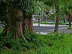 Close-up picture of the large trunk of a poplar tree, along the Plantage Muidergracht, June 2013; free photo Amsterdam, Fons Heijnsbroek