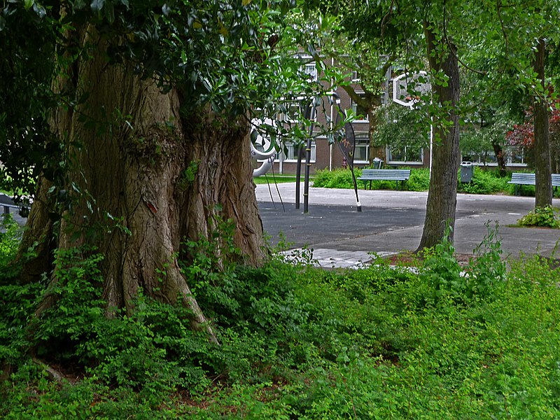 File:Close-op photo of a large trunk of a poplar tree, along the Plantage Muidergracht; high resolution image by FotoDutch in June 2013..jpg