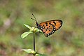 * Nomination Close Wing Nectaring of Acraea terpsicore (Linnaeus, 1758) - Tawny Coster . No subspecies are listed under this species in India.This image was uploaded as part of Wiki Loves Butterfly. --TAPAN1412 17:17, 29 December 2023 (UTC) * Promotion  Support Good quality. --Ercé 17:29, 29 December 2023 (UTC)