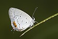 * Nomination: Close wing basking position of Everes lacturnus (Godart, 1824) - Orange-crowned Cupid (4) WLB (by Anitava Roy) --ManaskaMukhopadhyay 03:47, 7 May 2023 (UTC) * Review upscaled to 6000 x 4000? --Charlesjsharp 10:33, 8 May 2023 (UTC)