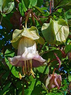 Kelloköynnös (Cobaea scandens)