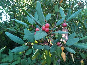 CoffeeBerryFruit.jpg