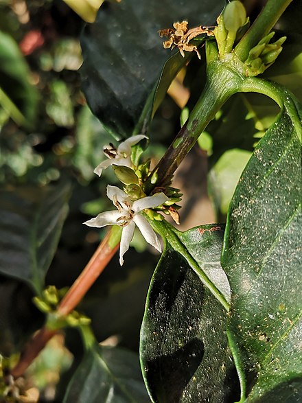 Coffea arabica flowers