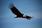 Peruansk kondor (Vultur gryphus)