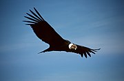 Photo d'un condor des Andes en vol