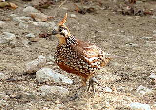 <span class="mw-page-title-main">Crested bobwhite</span> Species of bird