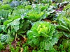 Collard greens in Galicia, <a href=