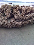 Un récif à hermelles, en Angleterre. Les hermelles sont des vers qui vivent en colonie, dans des tubes calcaires qu'elles sécrètent, collées les unes aux autres, formant de grands récifs.