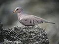 Columbina passerina Tortolita pechiescamada Common Ground-Dove (15514492616).jpg