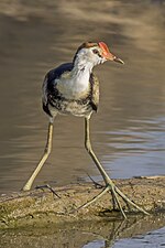 Thumbnail for Comb-crested jacana