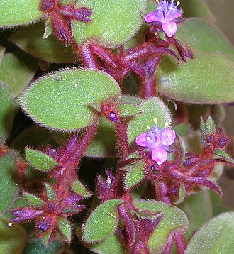 Belosynapsis kewensis in cultivation CommelinaHanging.jpg