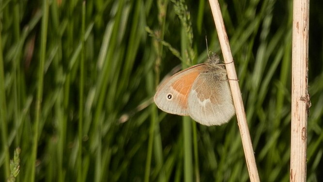 Common Ringlet (Coenonympha tullia)