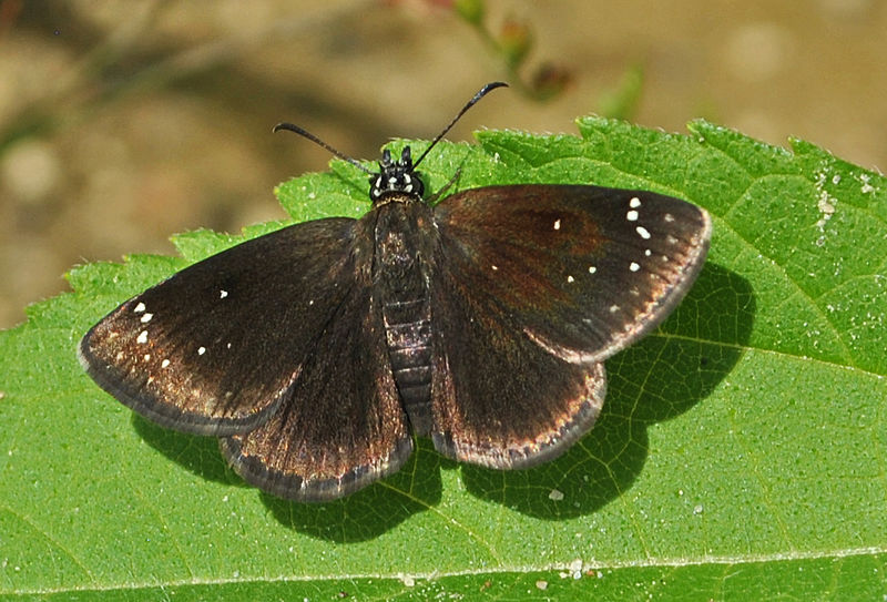 File:Common Sootywing (Pholisora catullus) (9298491660).jpg