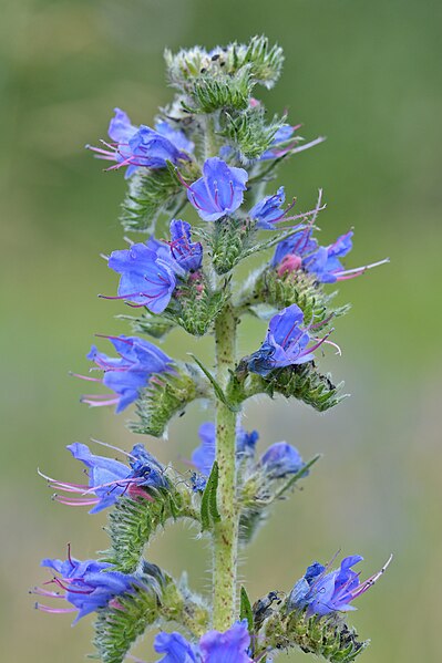 File:Common Viper's Bugloss (Echium vulgare) - Guelph, Ontario 01.jpg