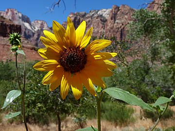 Common sunflower