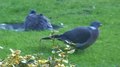 File:Common wood pigeons (Columba palumbus).webm