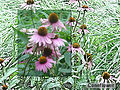 Coneflowers.jpg