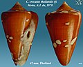 Conus crocatus thailandis Motta, A.J. da, 1978