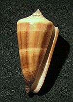Miniatuur voor Conus furvus
