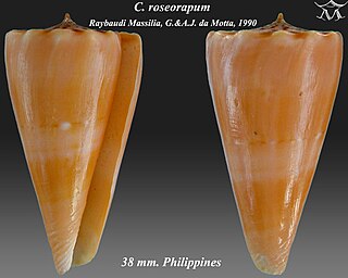 <i>Conus roseorapum</i> Species of sea snail