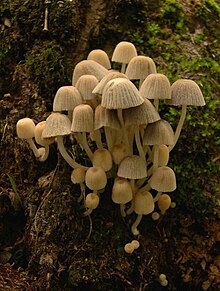 Un gran grupo de hongos de color marrón amarillento que crecen en madera podrida.