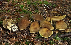 Cortinarius melanotus