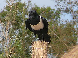 Corvus albus