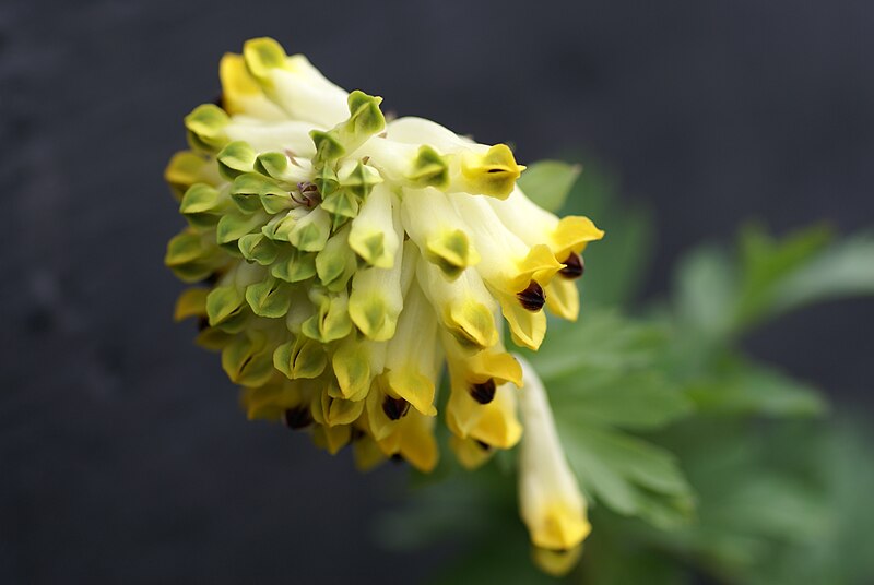 File:Corydalis nobilis.JPG