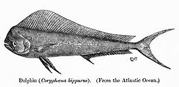 1898-ból való rajz a halról