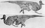 Holotype of Corythosaurus casuarius Corythosaurus.jpg