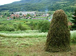 Campo alrededor de Potočari