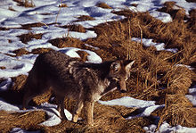 Coyote in grass.jpg