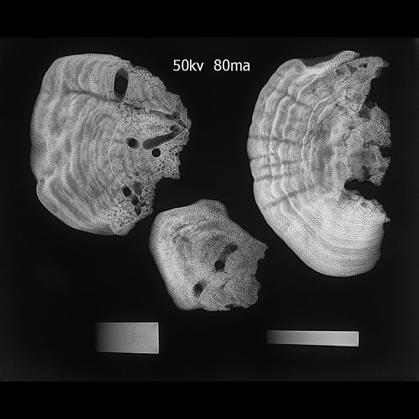 File:CraRadiografía de esqueleto de coral.jpg
