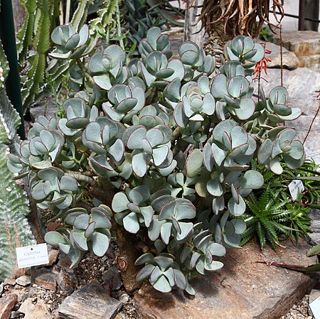 Crassula arborescens, Jardín Botánico, Múnich, Alemania 2012-04-21, DD 03.JPG