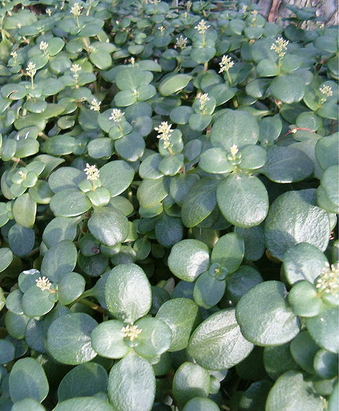 File:Crassula multicava multicava BotGardBln271207A.jpg