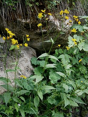 A kép leírása Crepis paludosa01.jpg.