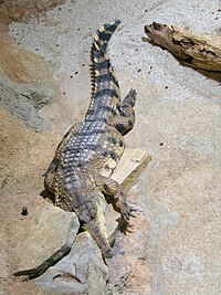 Crocodylus cataphractus faux-gavial d'Afrique.JPG