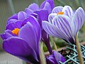 Crocus sativus