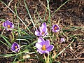 Crocus minimus02.jpg