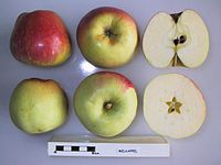 Cross section of Melkappel, National Fruit Collection (acc. 1948-590) .jpg