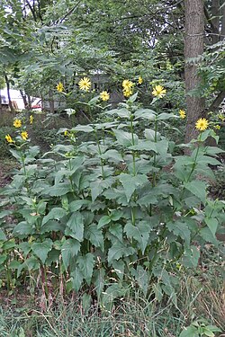 Cup Plant (Silphium perfoliatum)