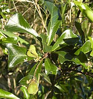 Cupaniopsis wadsworthii foliage and fruit.jpg