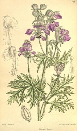 Curtis's botanical magazine (Tab. 
 8113) (9600814846). 
 jpg