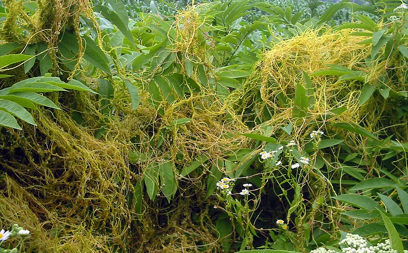 Cuscuta Luzernemaschine